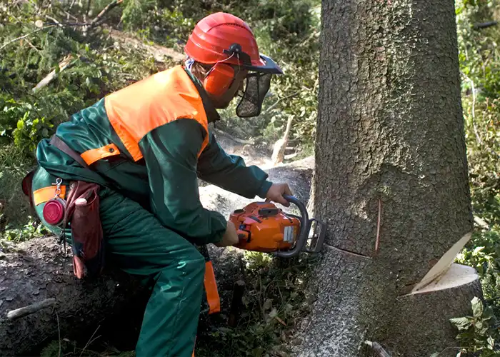 Professional arborist in Hereford using a chainsaw for tree removal