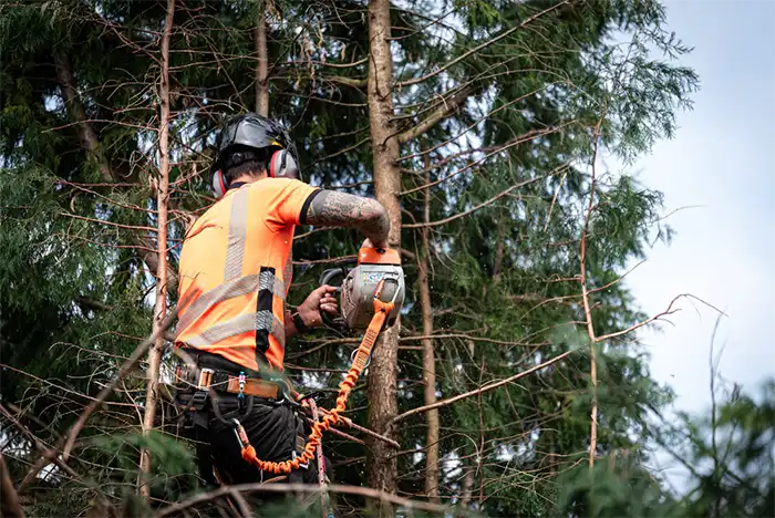 Affordable arborist using a chainsaw while perched high in a tree