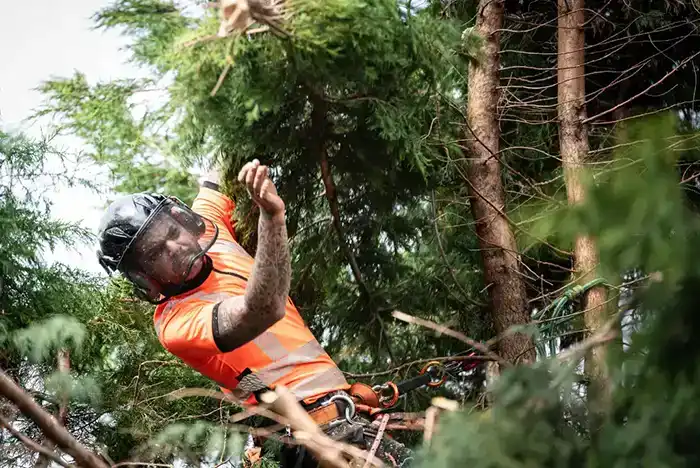 Affordable arborist attentively inspecting a tree branch while positioned in a tree