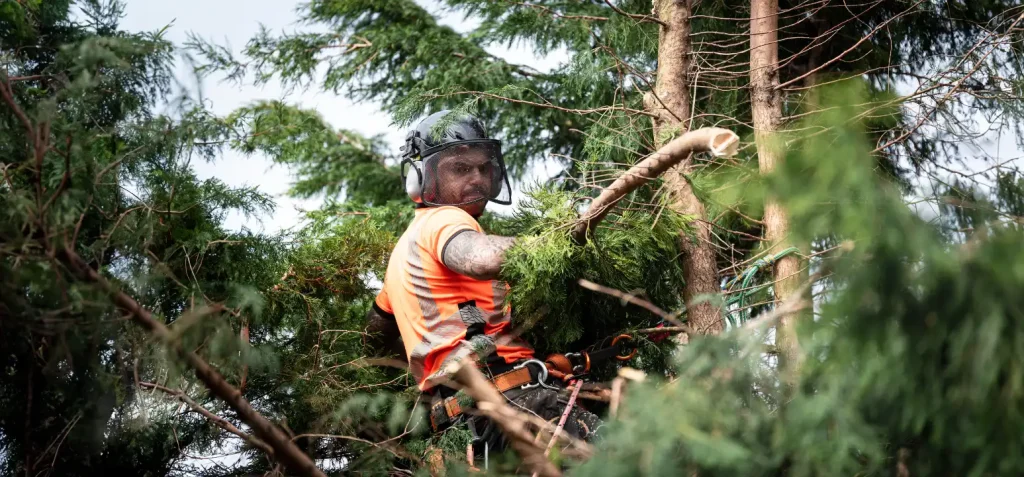 Professional arborist performing tree surgery high up in a tree in Hereford