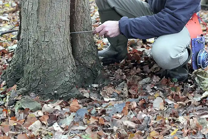 Professional arborists conducting a tree survey in Hereford, examining a large tree with clipboards and measurement tools in hand