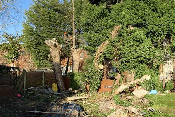 Emergency tree removal in Hereford, showing a fallen tree due to storm damage