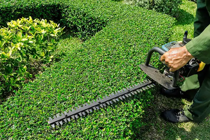 Close-up of a hedge trimmer shaping a hedge into a neat form, with half of the operator visible in the frame