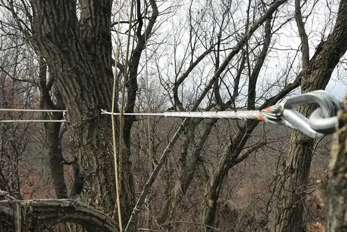 Tree cable bracing in progress in Hereford, with cables supporting and stabilize a large tree