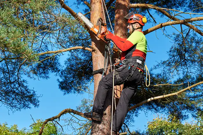 Commercial tree surgeon at work in Hertford, skillfully climbing a large tree with safety gear and professional cutting equipment