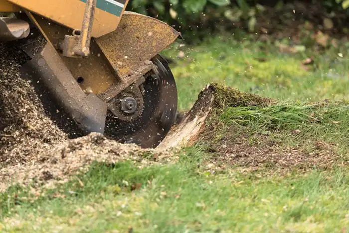 Close-up of a stump grinding machine in action, grinding down a tree stump in Hereford, operator not visible