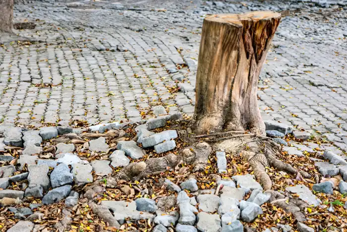 Tree stump with extensive roots in Hereford, dislodging paving stones over time, illustrating the need for stump grinding removal