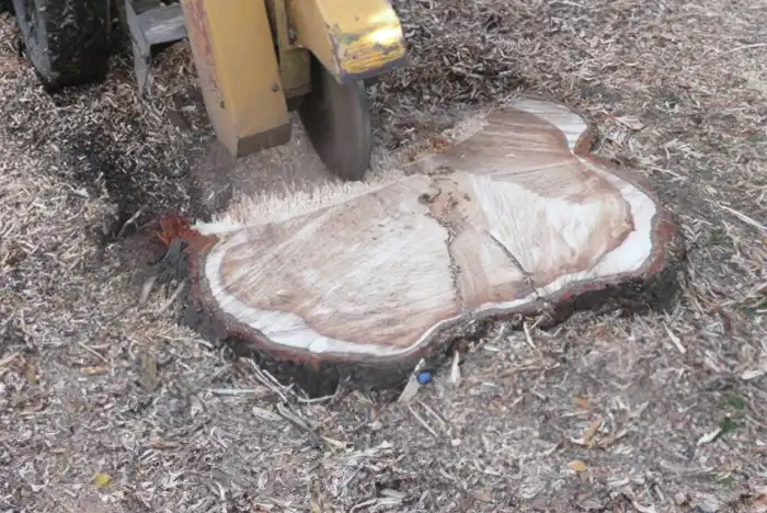 Close-up view of a stump grinding machine actively grinding a tree stump in Hereford, creating wood chips, with the operator out of frame