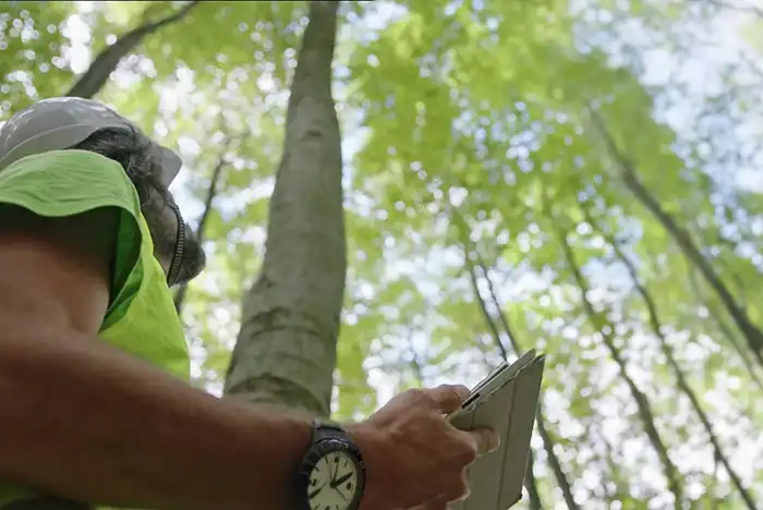 Professional arborist conducting a tree survey, holding a notepad and looking up at a tree while wearing a white hardhat